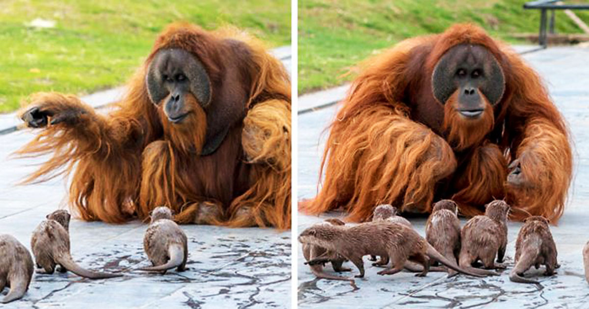 Orangutans make friends with otters that often float around in zoos 'a very special bond'