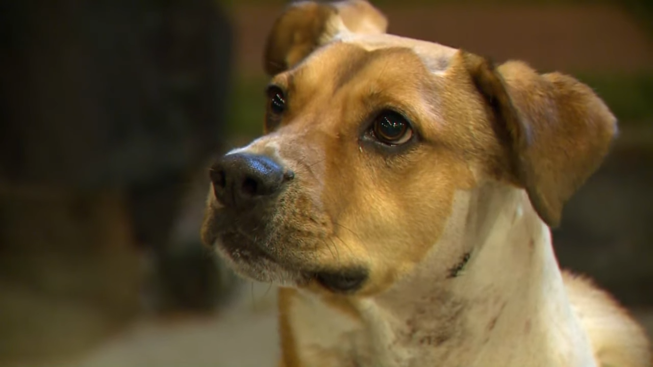 The brave dog chases the mountain lion to protect his family