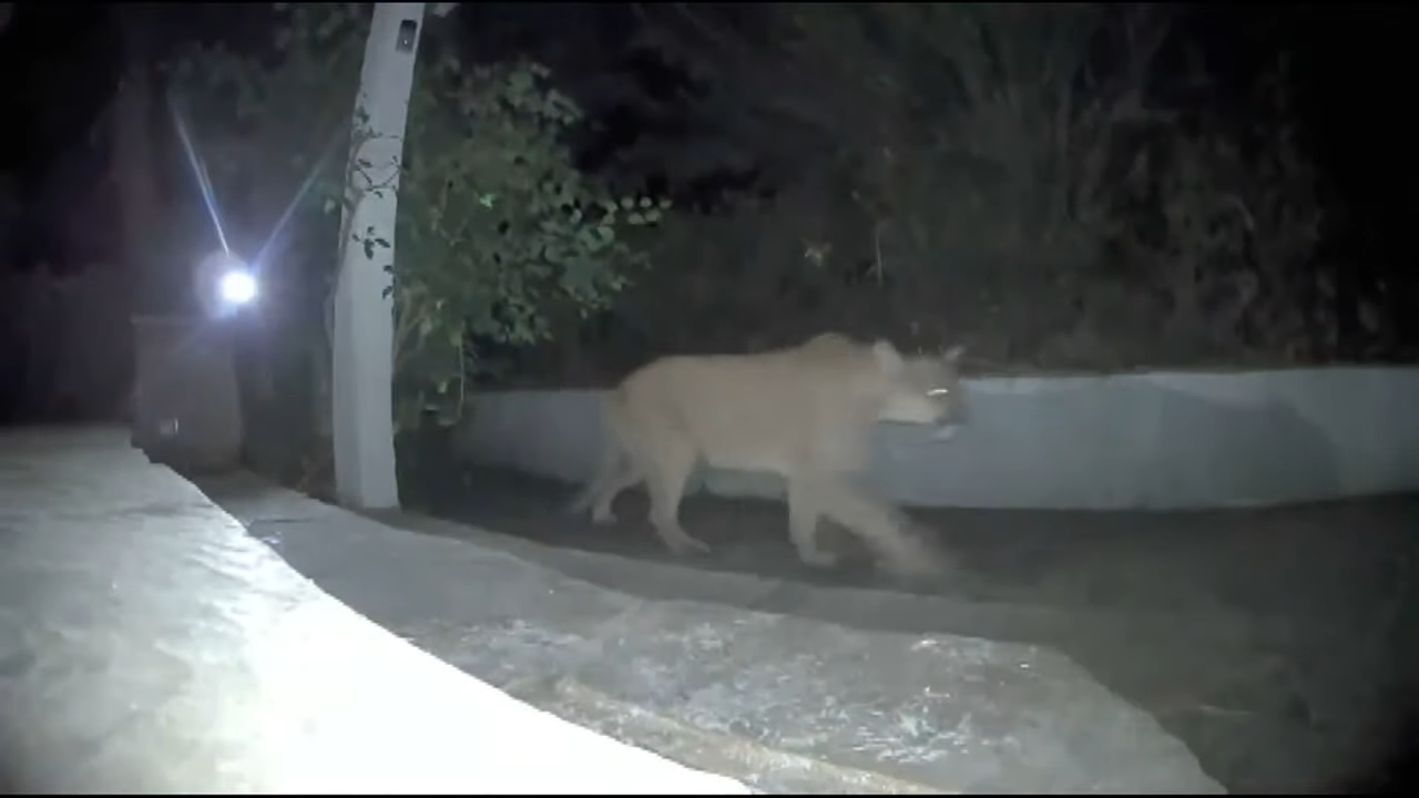 The brave dog chases the mountain lion to protect his family.
