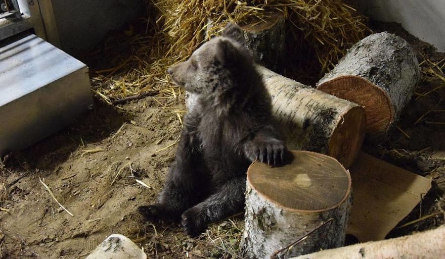 Abandoned in the wild, baby bear rescued, reared, and transported to wildlife zoo