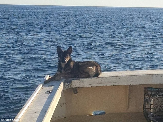 German Shepherd found alive after being lost at sea for five weeks.