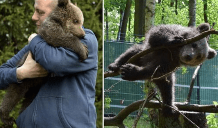 Abandoned in the wild, baby bear rescued, reared, and transported to wildlife zoo