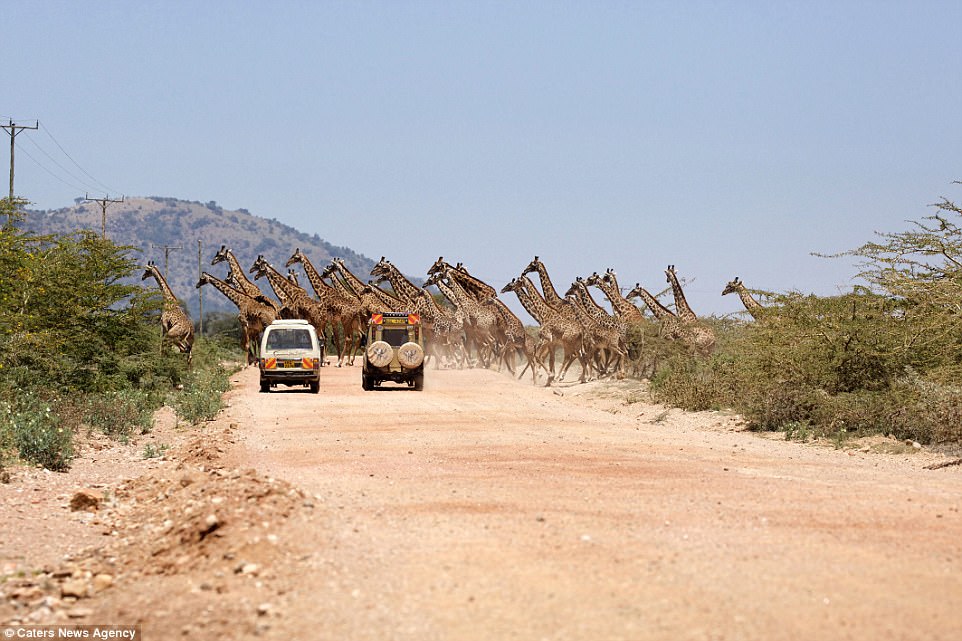 Kenya: Tourists stunned as 30 giraffes cross the road