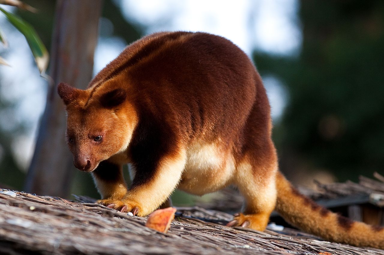 Learn the cute tree - the kangaroo, an animal you may never have heard of