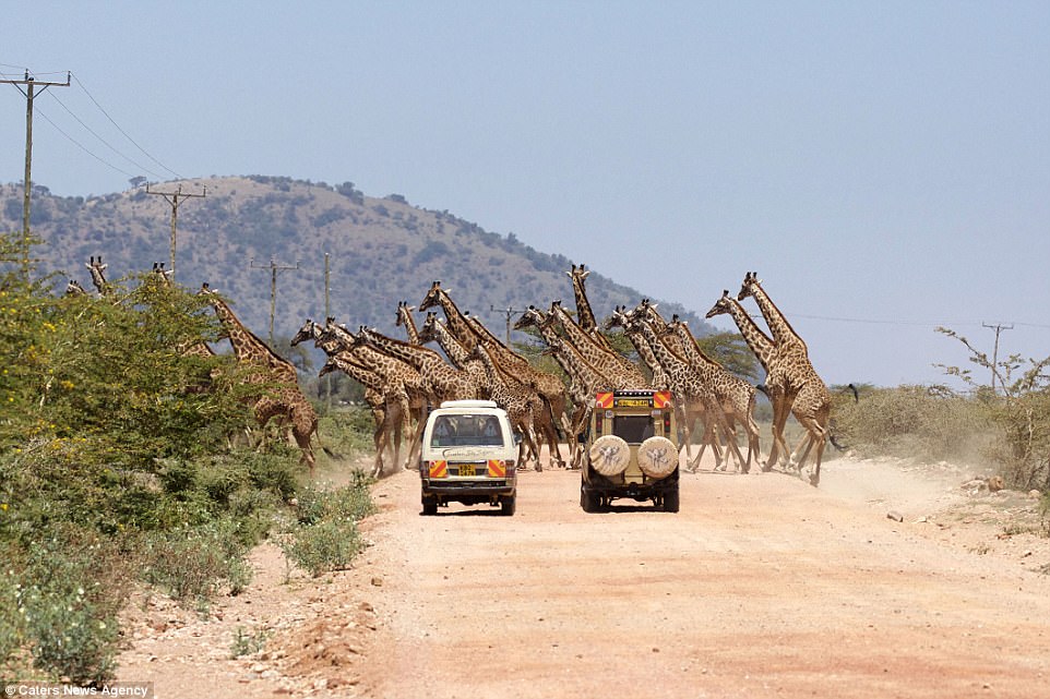 Kenya: Tourists stunned as 30 giraffes cross the road