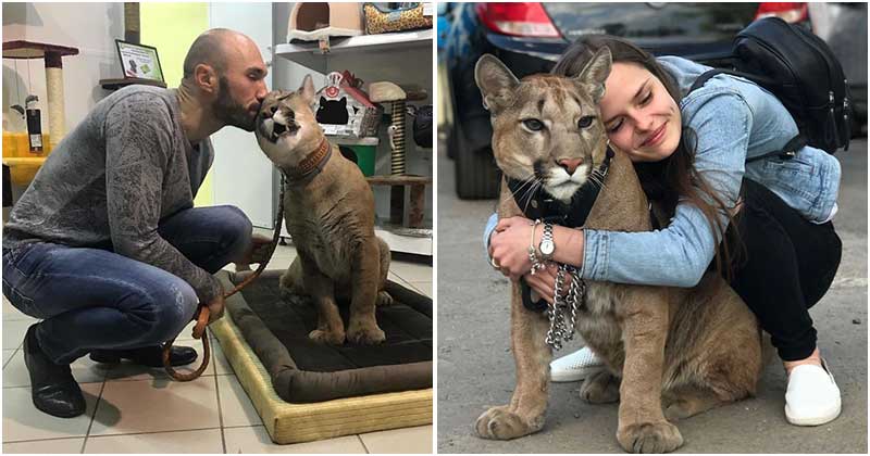 Adopted at the zoo, Macy de Puma enjoys living with her human family.