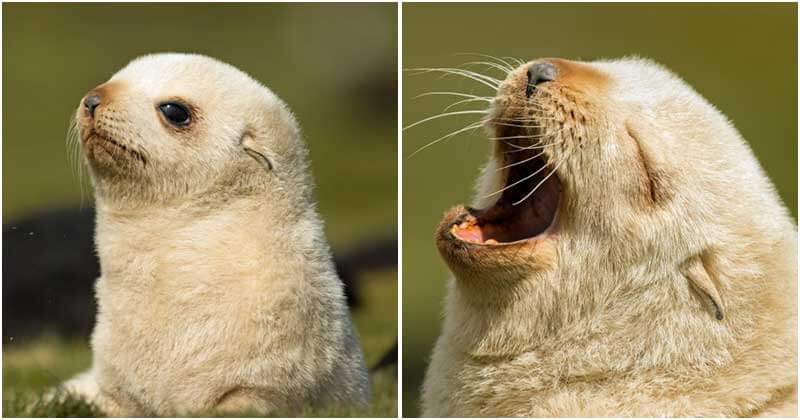Extremely rare blonde baby seals found in the islands of South Georgia.