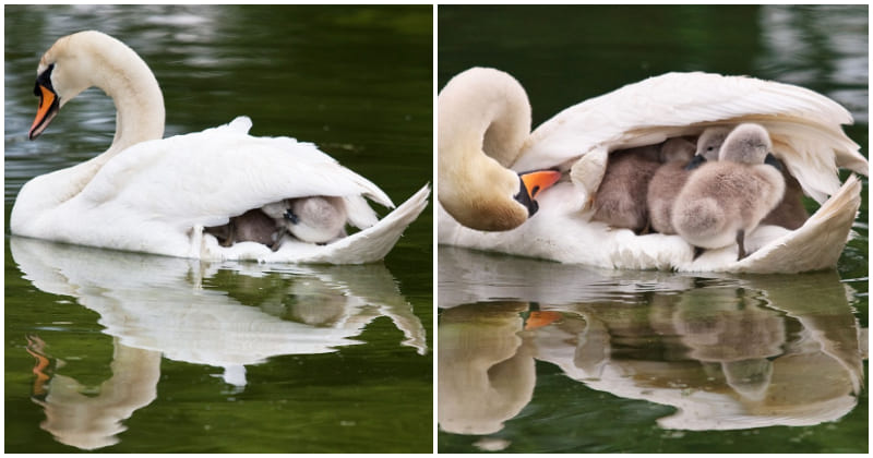 Beautiful moments of father Swan carrying six children on his back after the death of his partner