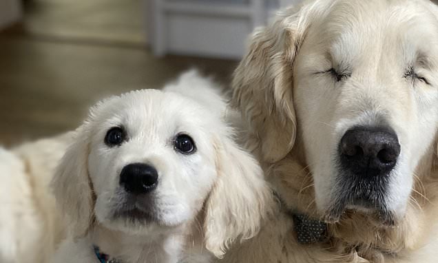 The Blind Golden Retriever Has Its Own Guide Puppy To Help And Have Fun