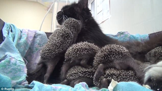 The Mother Cat Adopted And Raised 8 Baby Hedgehogs.