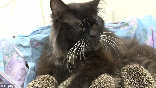 The Mother Cat Adopted And Raised 8 Baby Hedgehogs.