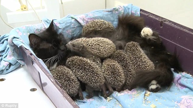 The Mother Cat Adopted And Raised 8 Baby Hedgehogs.