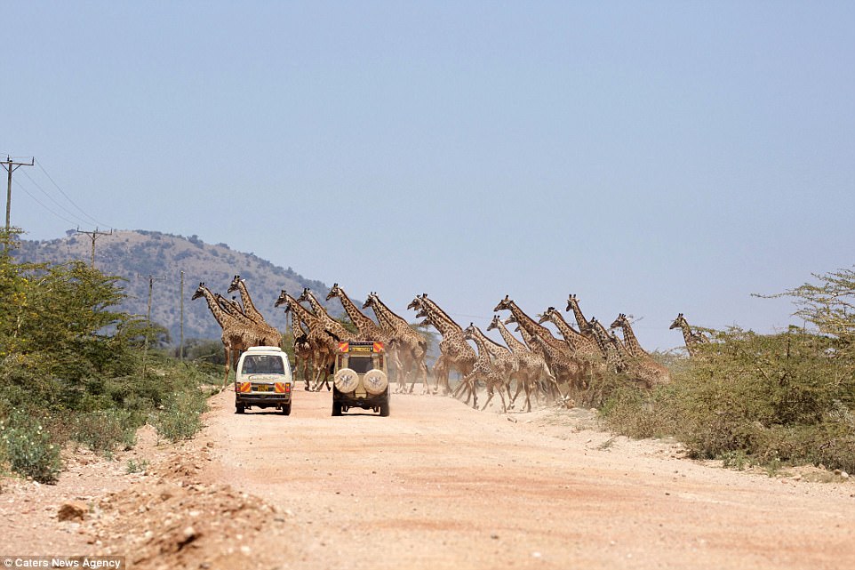 Kenya: Tourists stunned as 30 giraffes cross the road