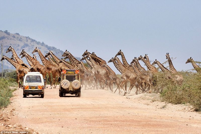 Kenya: Tourists stunned as 30 giraffes cross the road