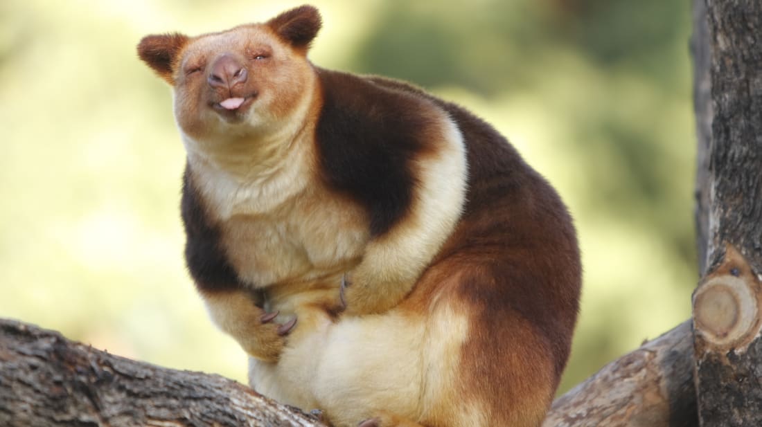 Learn the cute tree - the kangaroo, an animal you may never have heard of