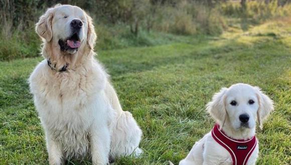 The Blind Golden Retriever Has Its Own Guide Puppy To Help And Have Fun