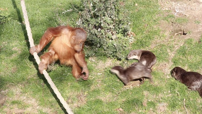 Orangutans make friends with otters that often float around in zoos 'a very special bond'