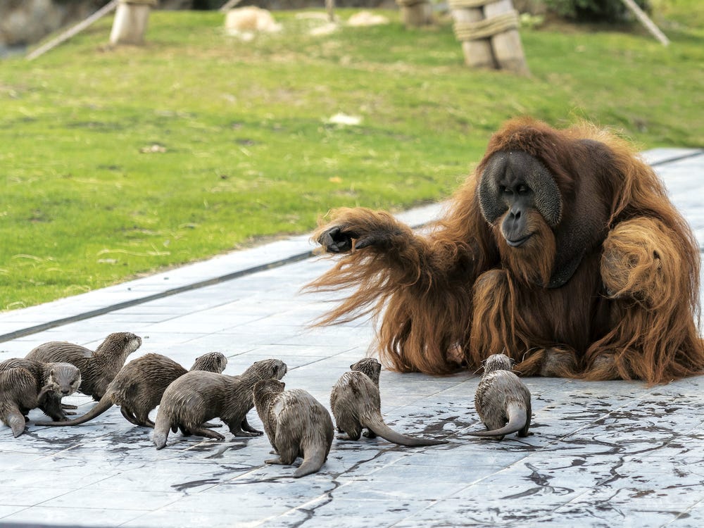 Orangutans make friends with otters that often float around in zoos 'a very special bond'