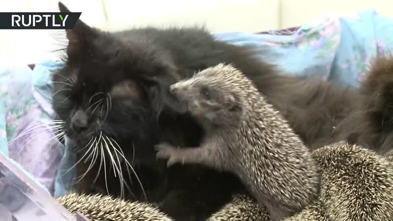 The Mother Cat Adopted And Raised 8 Baby Hedgehogs.