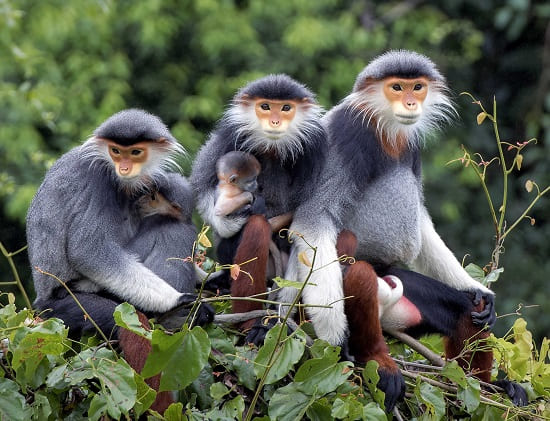 Meet the Red Shanked Dock - the most colorful Primate ever