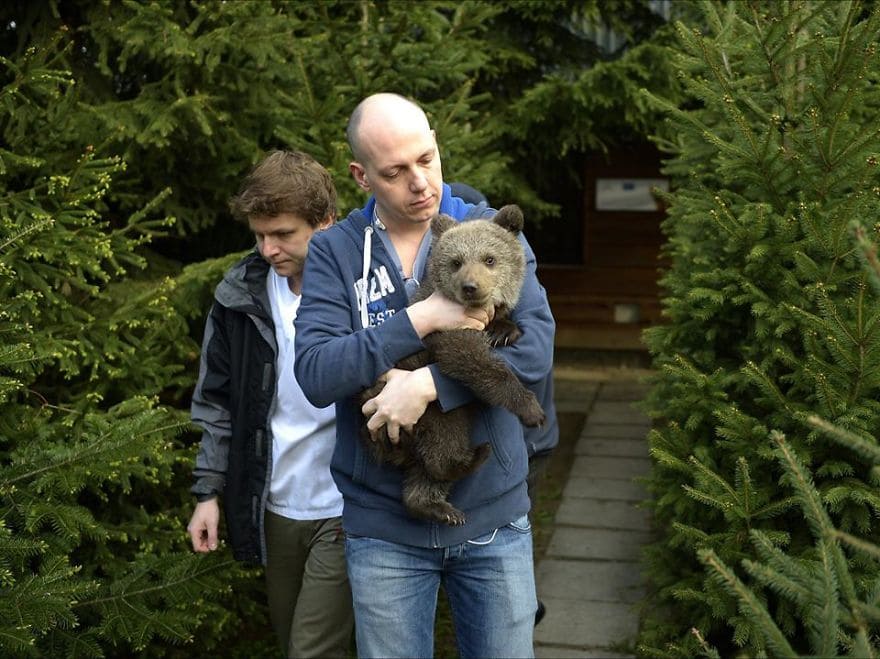 Abandoned in the wild, baby bear rescued, reared, and transported to wildlife zoo