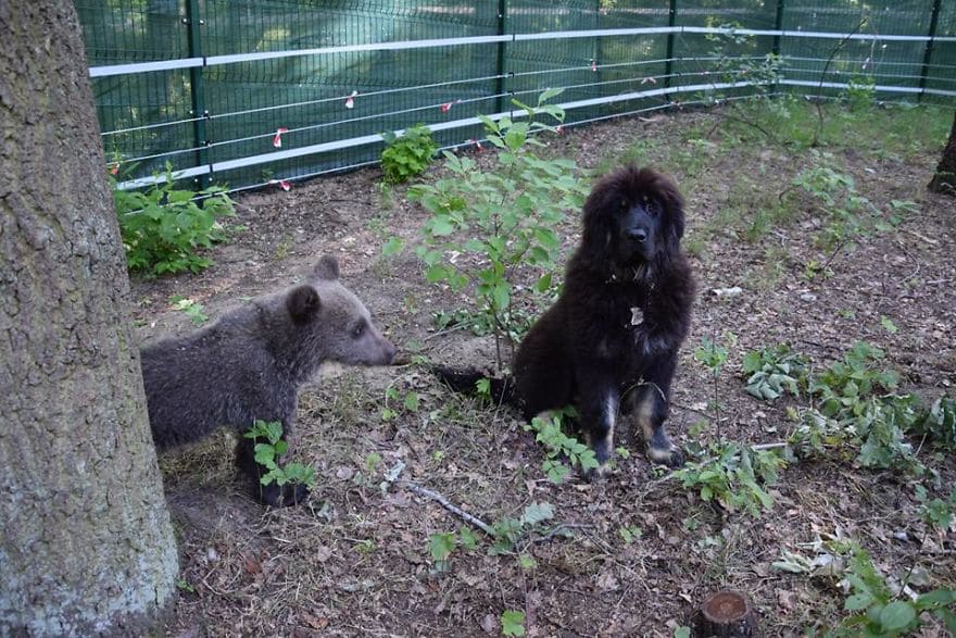 Abandoned in the wild, baby bear rescued, reared, and transported to wildlife zoo