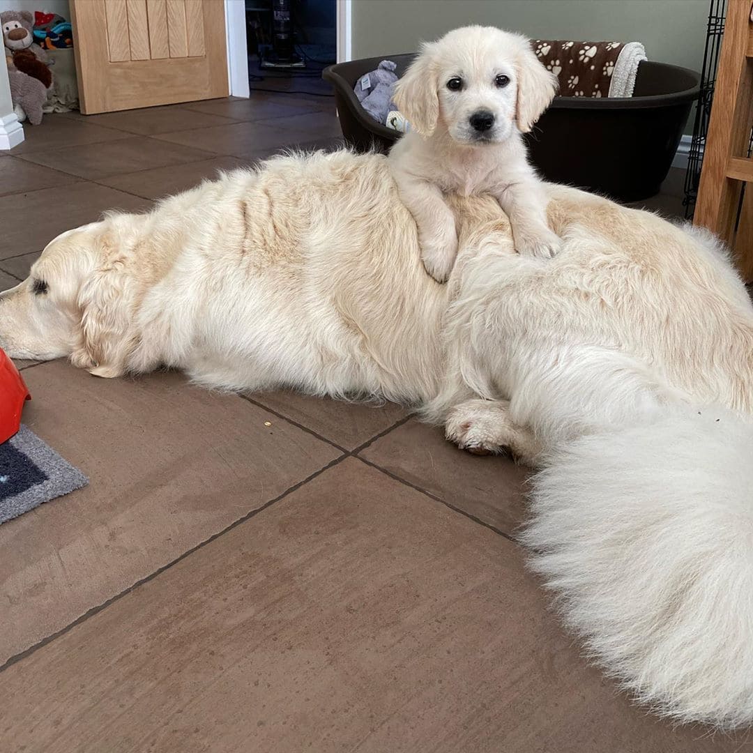 The Blind Golden Retriever Has Its Own Guide Puppy To Help And Have Fun