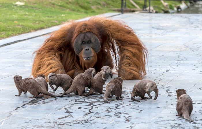 Orangutans make friends with otters that often float around in zoos 'a very special bond'