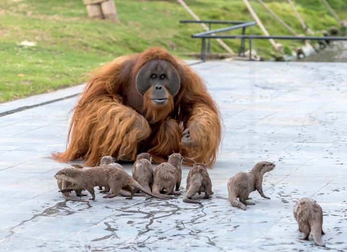 Orangutans make friends with otters that often float around in zoos 'a very special bond'