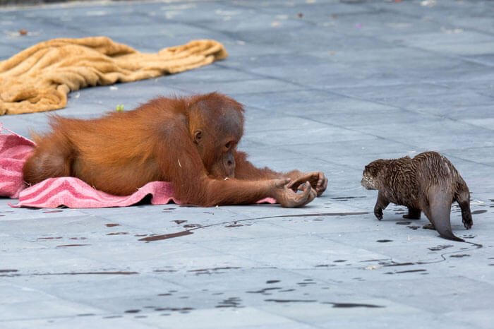 Orangutans make friends with otters that often float around in zoos 'a very special bond'