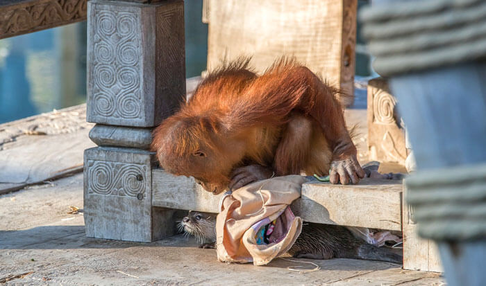 Orangutans make friends with otters that often float around in zoos 'a very special bond'