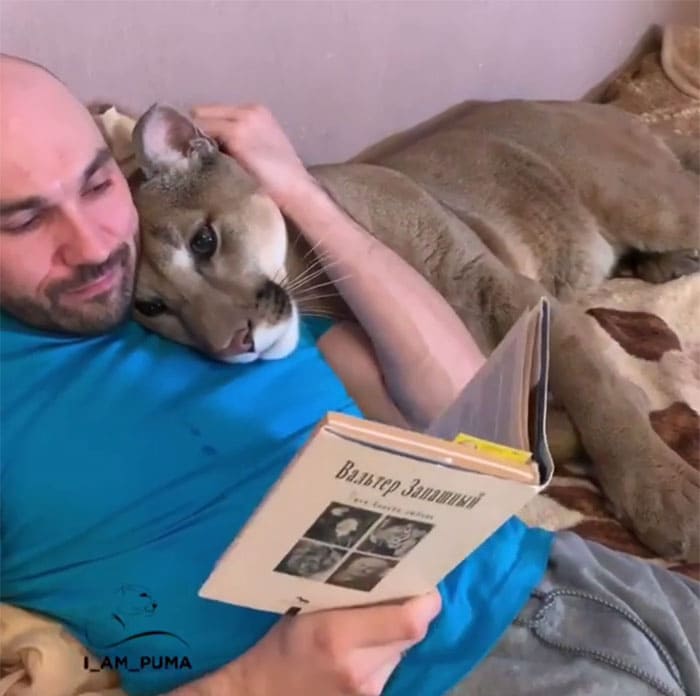 Adopted at the zoo, Macy de Puma enjoys living with her human family.