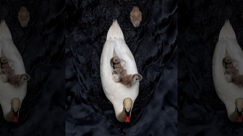Beautiful moments of father Swan carrying six children on his back after the death of his partner
