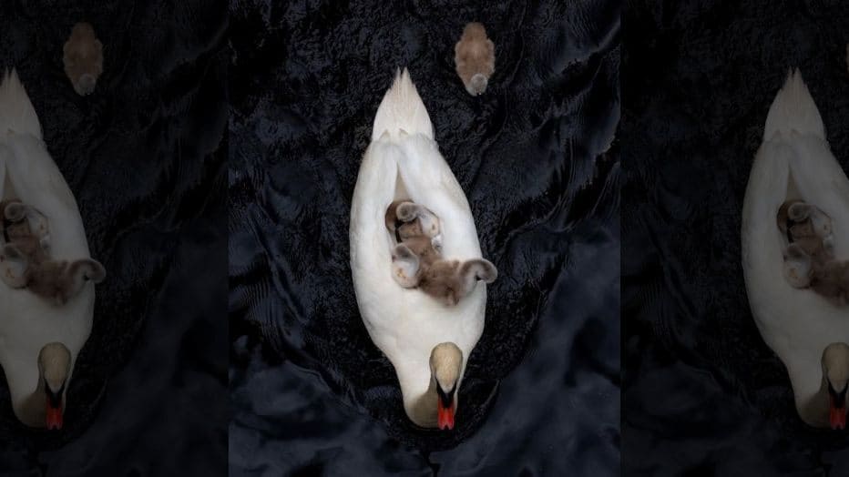 Beautiful moments of father Swan carrying six children on his back after the death of his partner