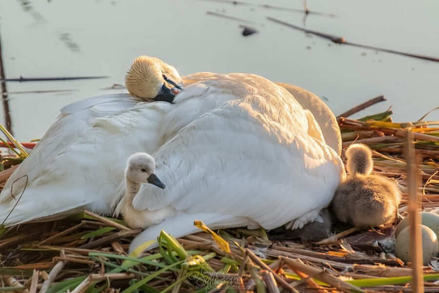 Beautiful moments of father Swan carrying six children on his back after the death of his partner