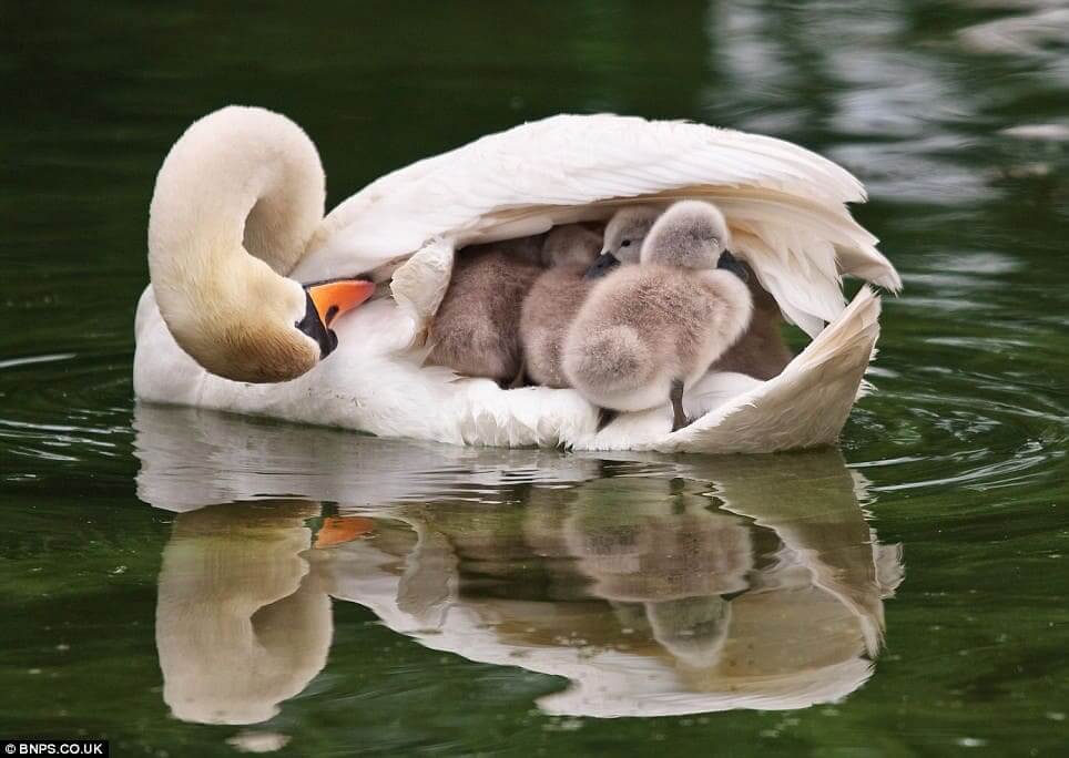 Beautiful moments of father Swan carrying six children on his back after the death of his partner