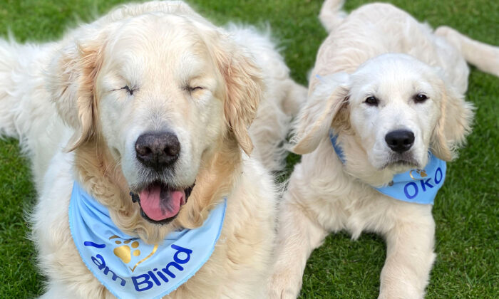 The Blind Golden Retriever Has Its Own Guide Puppy To Help And Have Fun