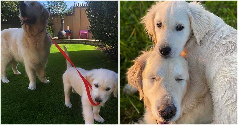 The Blind Golden Retriever Has Its Own Guide Puppy To Help And Have Fun