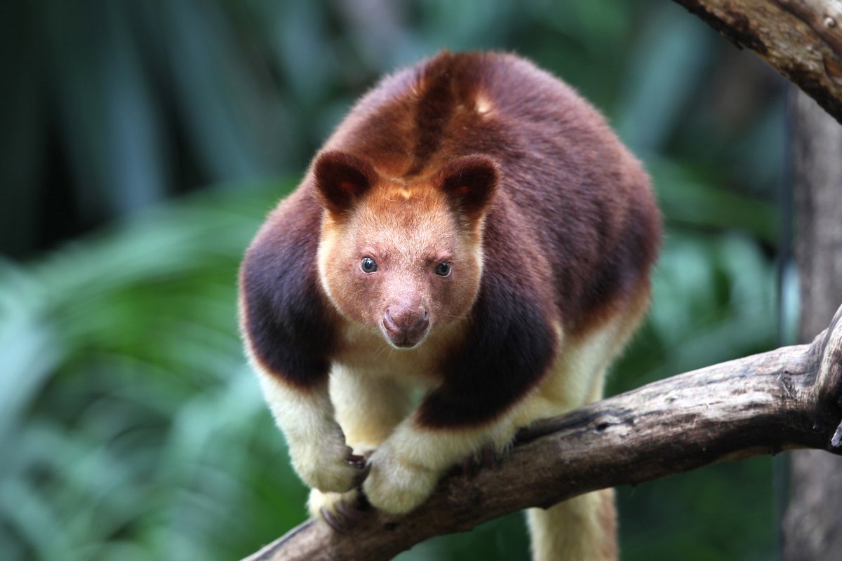 Learn the cute tree - the kangaroo, an animal you may never have heard of