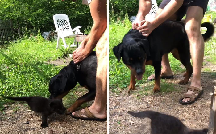 A panther rejected his child, and now he is growing up with a kind woman and her Rottweiler