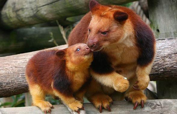 Learn the cute tree - the kangaroo, an animal you may never have heard of