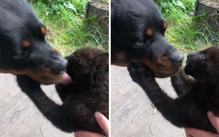 A panther rejected his child, and now he is growing up with a kind woman and her Rottweiler