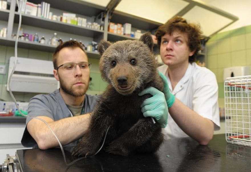 Abandoned in the wild, baby bear rescued, reared, and transported to wildlife zoo