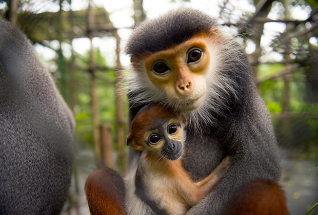 Meet the Red Shanked Dock - the most colorful Primate ever