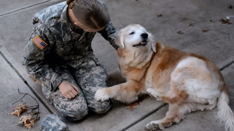 The old dog cries for joy when he sees his best friend returning from the army