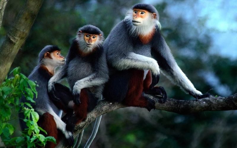 Meet the Red Shanked Dock – the most colorful Primate ever