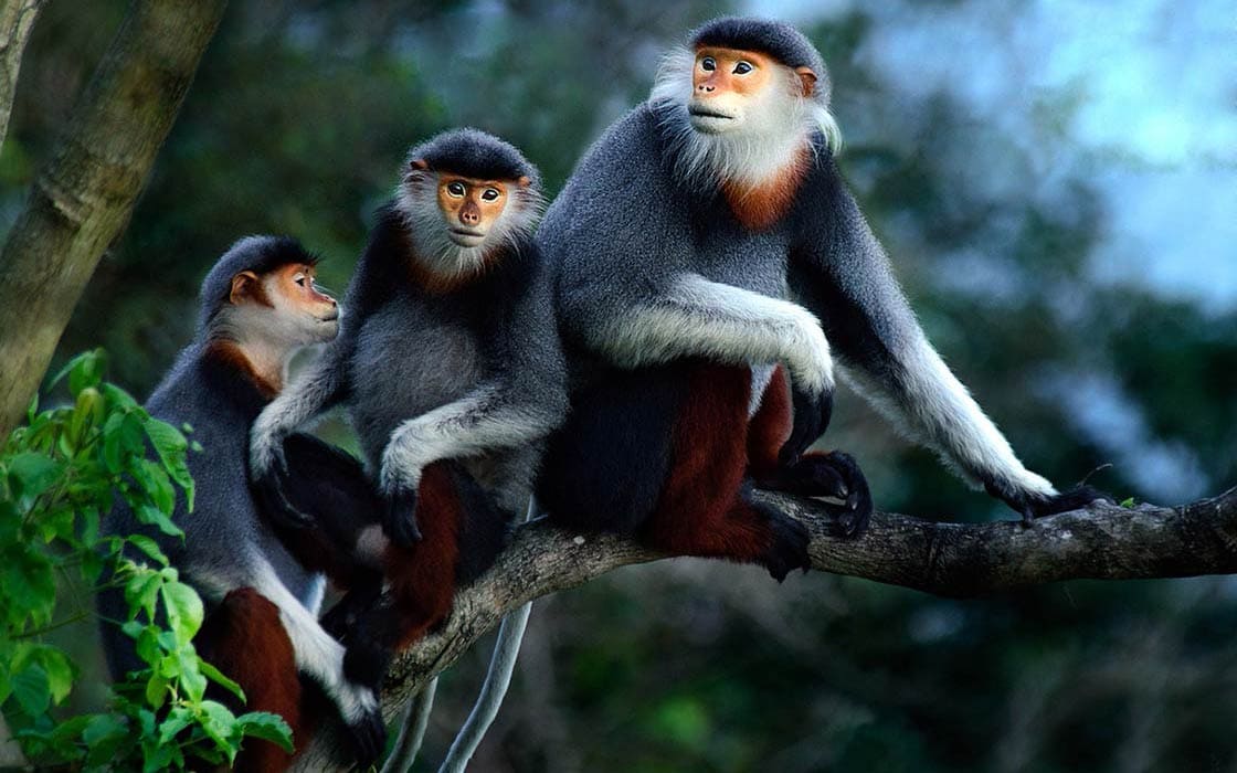 Meet the Red Shanked Dock - the most colorful Primate ever