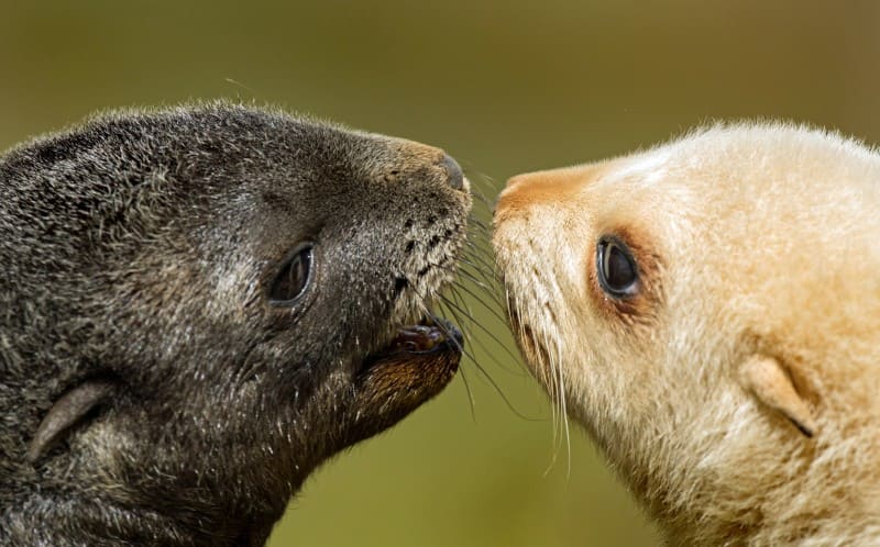 Extremely rare blonde baby seals found in the islands of South Georgia.