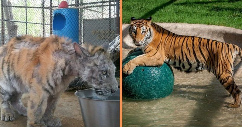 Weighing just 30 pounds, the 9-month-old cub recovered impressively after being rescued from the circus