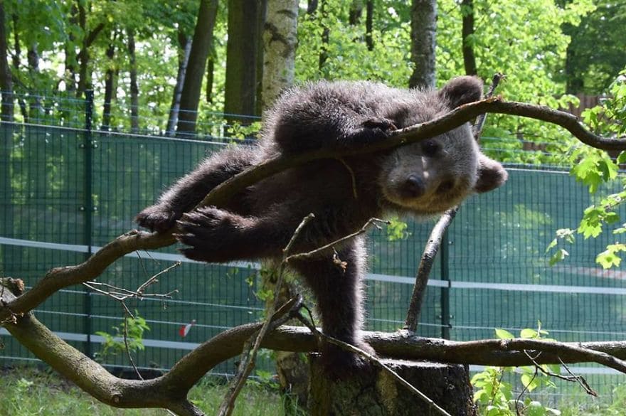 Abandoned in the wild, baby bear rescued, reared, and transported to wildlife zoo